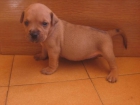 Expectaculares hembras de american pitbull terrier - mejor precio | unprecio.es