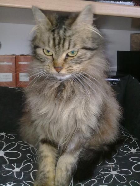 Gata X de Persa