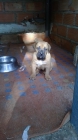 Macho dogo canario x american - mejor precio | unprecio.es