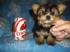 preciosos yorkshire terrier enano por 400 euros pura raza - mejor precio | unprecio.es