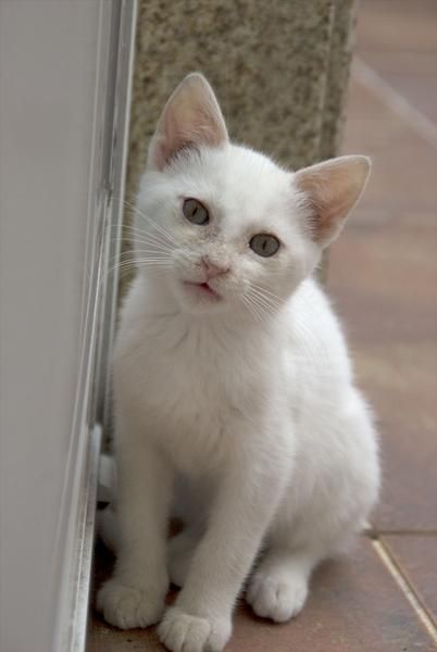 Regalo gatito blanco