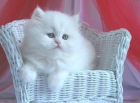 Regalo preciosos gatitos persas disponibles - mejor precio | unprecio.es