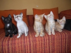 Se regalan gatitos - mejor precio | unprecio.es