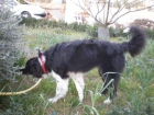 Silver precioso Border Collie - mejor precio | unprecio.es