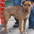 Thor, mestizo de terrier en adopcion - mejor precio | unprecio.es