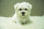 vendo bichon maltes 350 euros malaga - mejor precio | unprecio.es