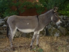 VENDO BURROS DOMADOS - mejor precio | unprecio.es