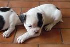 vendo cachorros - mejor precio | unprecio.es