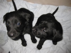 Vendo cachorros  - mezclada de Labrador (negro) y Pastor Alemán - mejor precio | unprecio.es