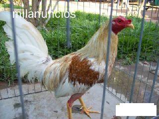 vendo este excecional norigau con 8 peleas 7 ganadas 1 tabla precio negociable