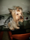YORKSHIRE TERRIER TOY PARA MONTAS - mejor precio | unprecio.es