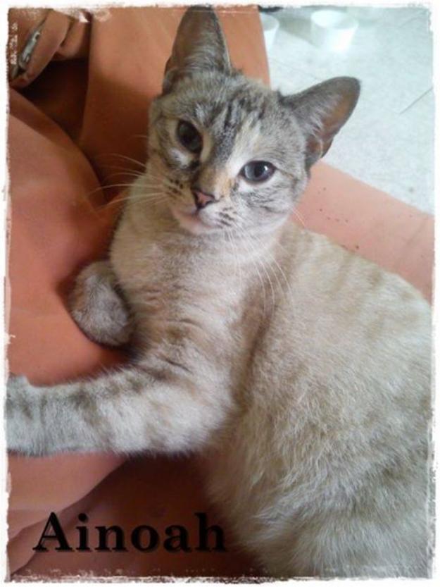 Ainoah, preciosa gatita en adopción