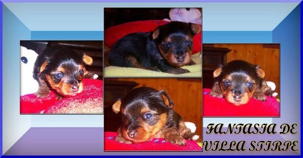 cachorritas de yorkshire terrier