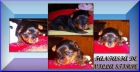 cachorritas de yorkshire terrier - mejor precio | unprecio.es