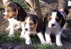 Cachorros Beagle 250€ - mejor precio | unprecio.es