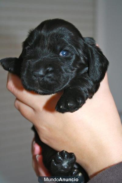 cachorros de cocker