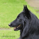 Cachorros de Pastor Belgas afijo: canbarca - mejor precio | unprecio.es