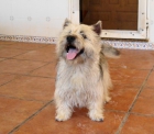 CAIRN TERRIER CACHORROS - mejor precio | unprecio.es