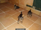 CAMADA DE YORKSHIRE TERRIER - mejor precio | unprecio.es
