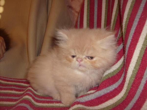 gatita persa