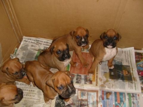 LINDOS CACHORROS BOXER A 250 E