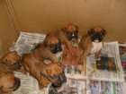 LINDOS CACHORROS BOXER A 250 E - mejor precio | unprecio.es