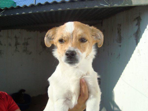 Milito  un perrito  tipo ratonerito