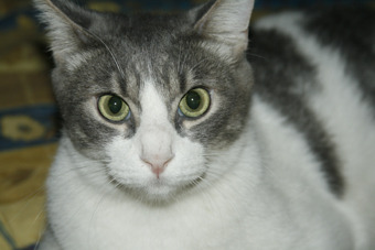 Pocoyo gato gris y blanco en adopción