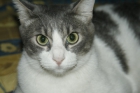 Pocoyo gato gris y blanco en adopción - mejor precio | unprecio.es