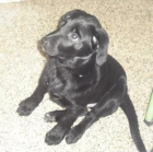 REGALO PERRO! - mejor precio | unprecio.es