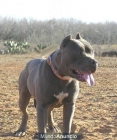 regalo pitbull torremolinos - mejor precio | unprecio.es