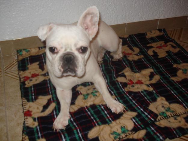 VENDO BULLDOG FRANCES HEMBRA
