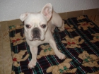 VENDO BULLDOG FRANCES HEMBRA - mejor precio | unprecio.es