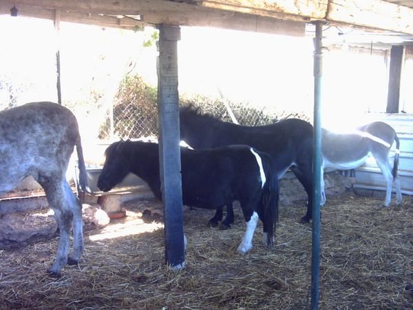 Burros y ponys para navidad,un chollo.