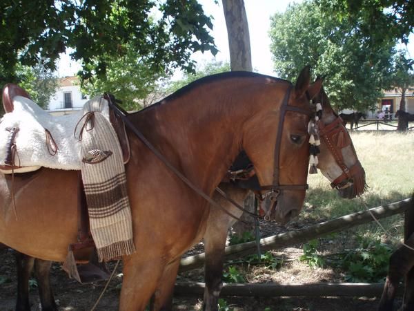 CABALLO COLINO CAMPERO