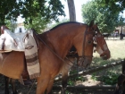 CABALLO COLINO CAMPERO - mejor precio | unprecio.es