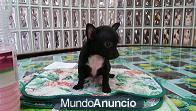 CACHORRO CHIHUAHUA MINI AUTENTICO