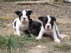 cachorros bulldog frances 350€ - mejor precio | unprecio.es