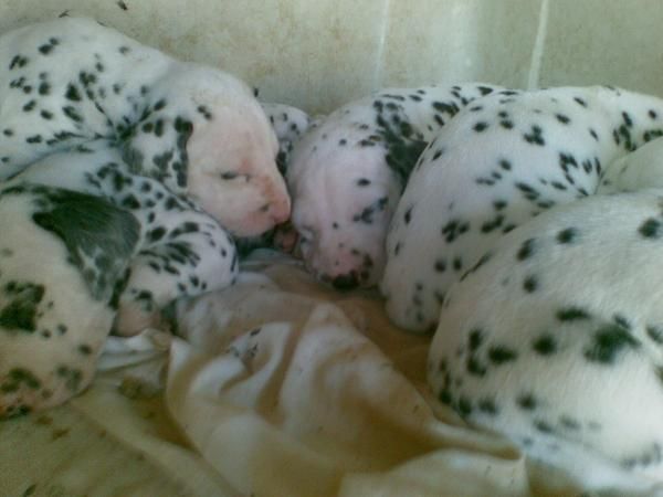 cachorros de dalmata excelentes 180