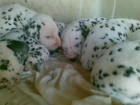 cachorros de dalmata excelentes 180 - mejor precio | unprecio.es