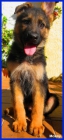 Cachorros de Pastores Alemanes Primer Nivel.- - mejor precio | unprecio.es