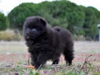 Cachorros de Pomerania Para entregarse - mejor precio | unprecio.es