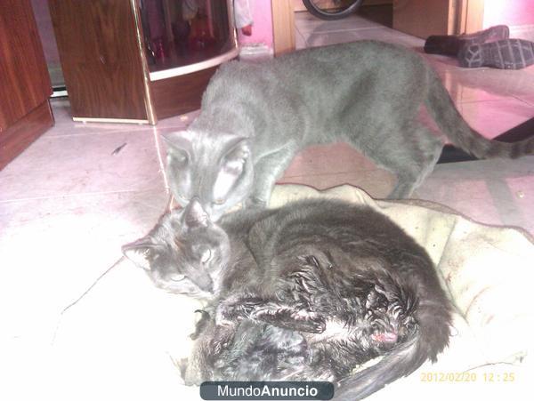 camada de gatitos azul ruso