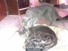 camada de gatitos azul ruso - mejor precio | unprecio.es