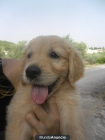 Precisa cachorrita de Golden Retriever de siete semanas - mejor precio | unprecio.es