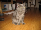 Regalamos una gata angora gris - mejor precio | unprecio.es