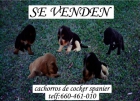 SE VENDEN CACHORROS DE COCKER SPANIER - mejor precio | unprecio.es