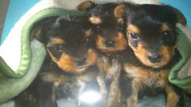 se venden crias de  yorkshire terrier criados en casa nacidos el dia 3 de marzo