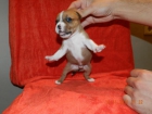 SE VENDEN STAFFY - mejor precio | unprecio.es