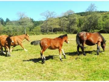 vendo caballos potros yeguas